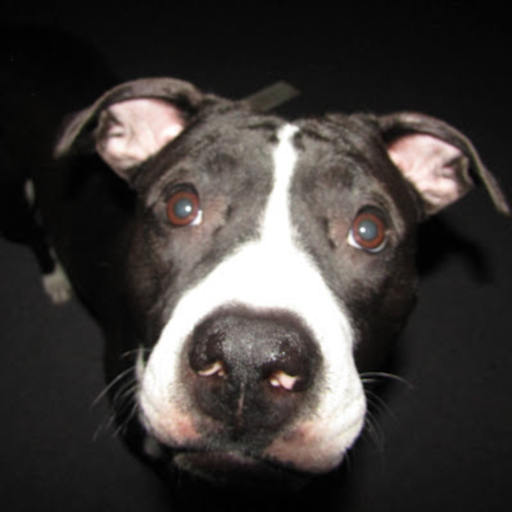 Meet your Posher, Bailey